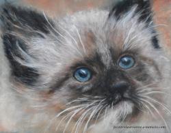 chat aux yeux bleus au pastel sec Laure-Anne