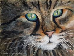 Chat yeux bleus jaune