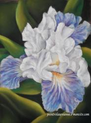 iris bleue dessin au pastel sec laure-anne