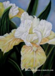iris jaune dessin de fleur au pastel sec