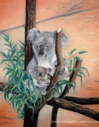 pastel sec koalas 