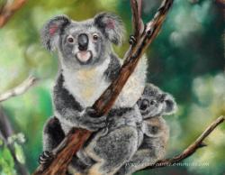 Koalas au pastel sec