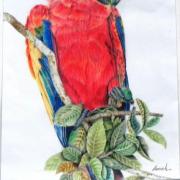 perroquet-crayon-couleur.jpg