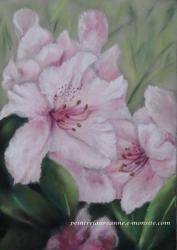 dessin pastel sec  fleurs de Rhododendron