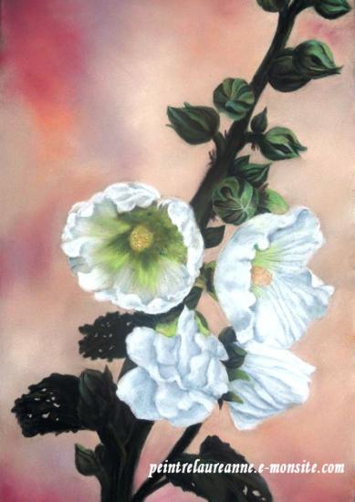 dessin au pastel sec de fleur rose trémière blanche