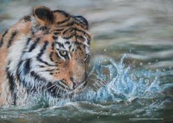 Tigre dans l eau